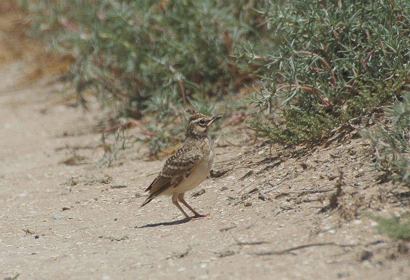 Crested Lark