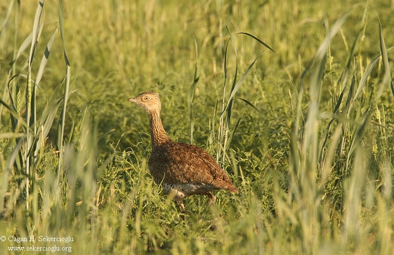 Little Bustard