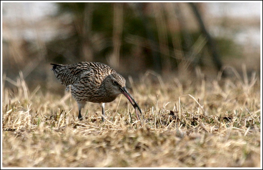 Eurasian Curlew