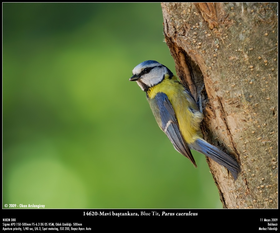Eurasian Blue Tit