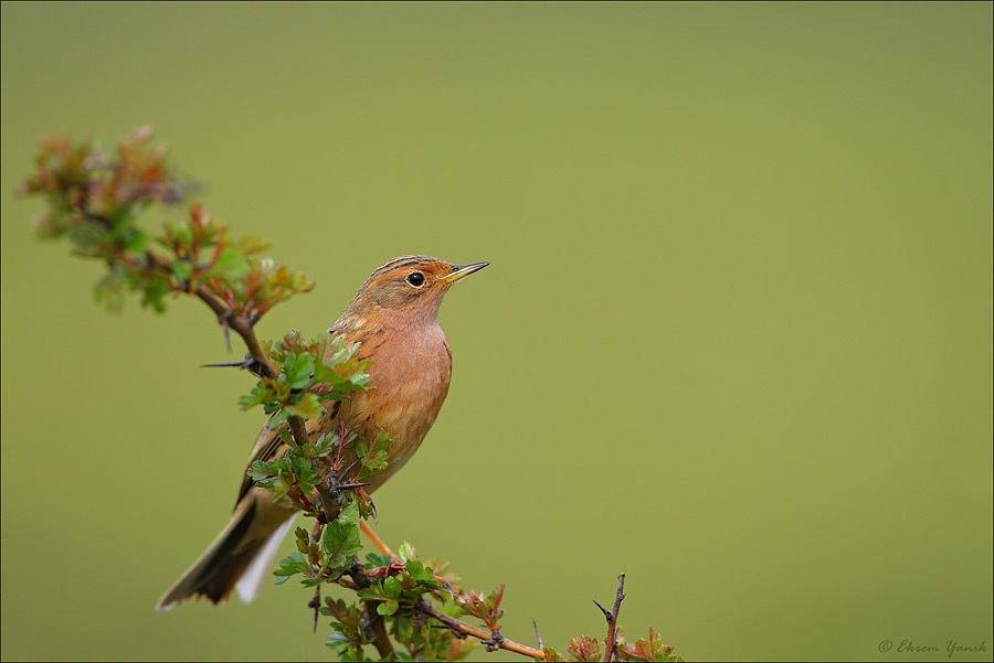 Red-throated Pipit