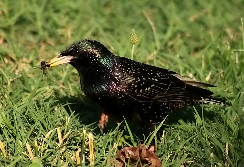 Common Starling
