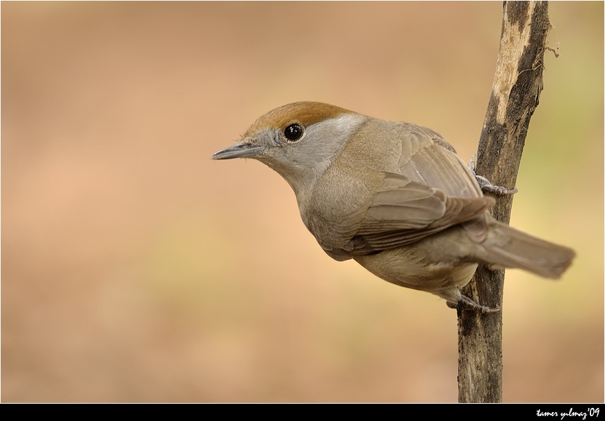 Eurasian Blackcap