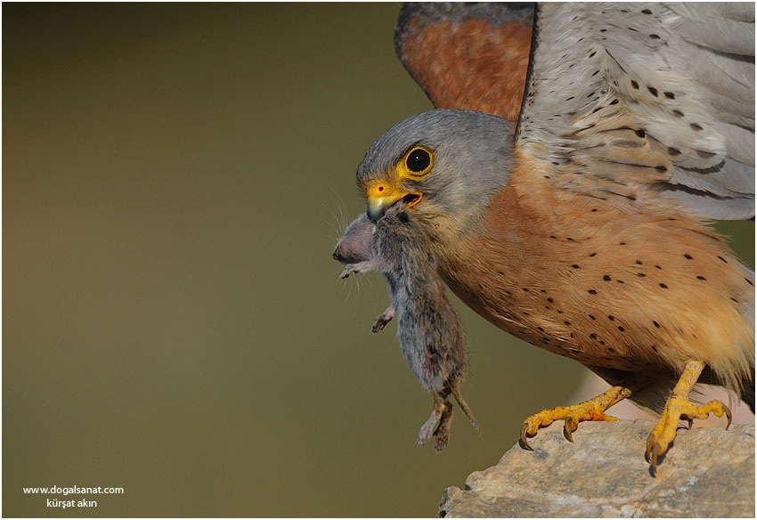 Lesser Kestrel
