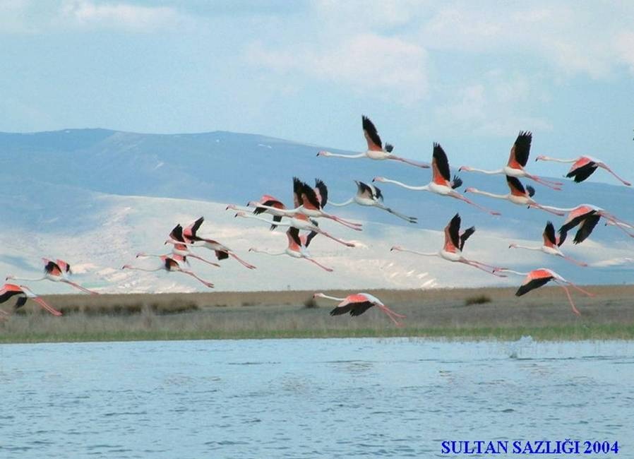 Greater Flamingo