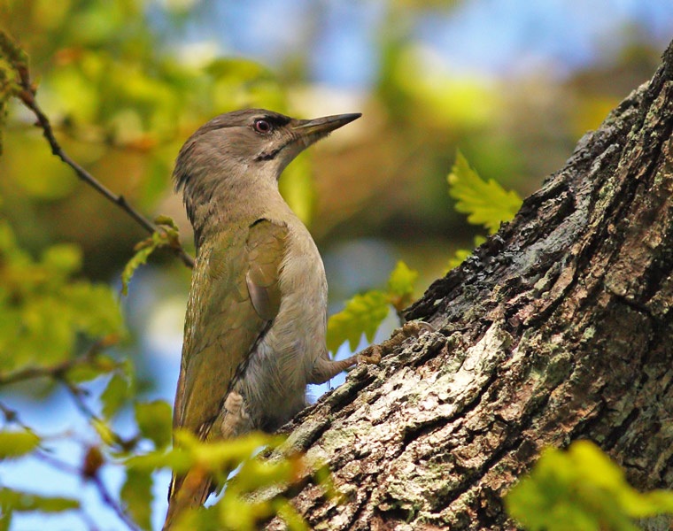 Grey-headed Woodpecker