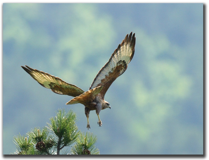 Long-legged Buzzard