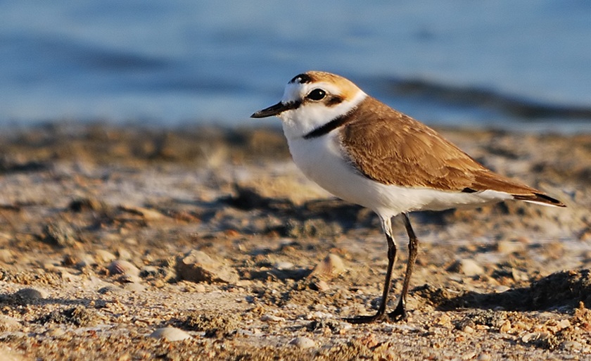 Kentish Plover