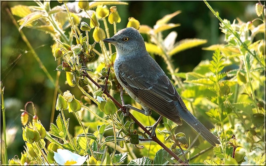 Barred Warbler
