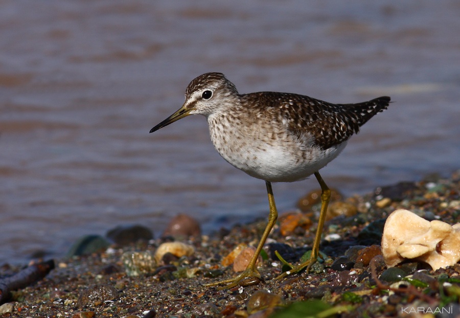 Wood Sandpiper