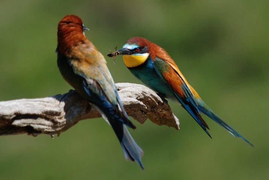 European Bee-eater