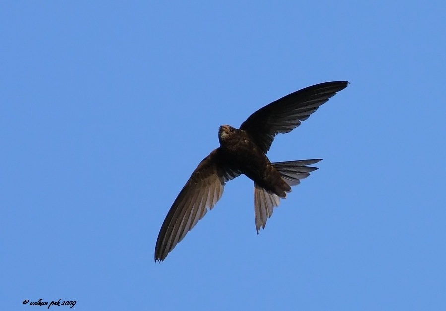 Common Swift