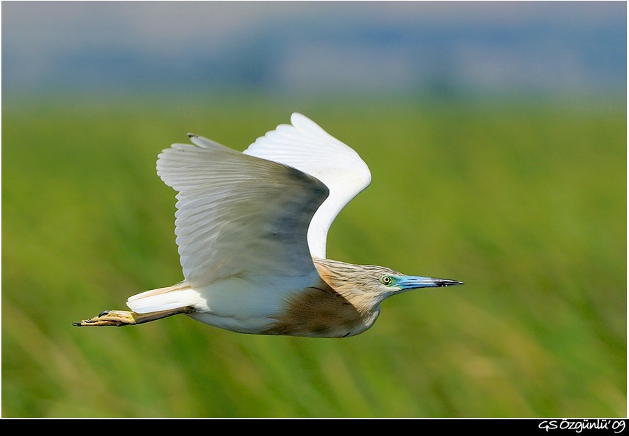 Squacco Heron