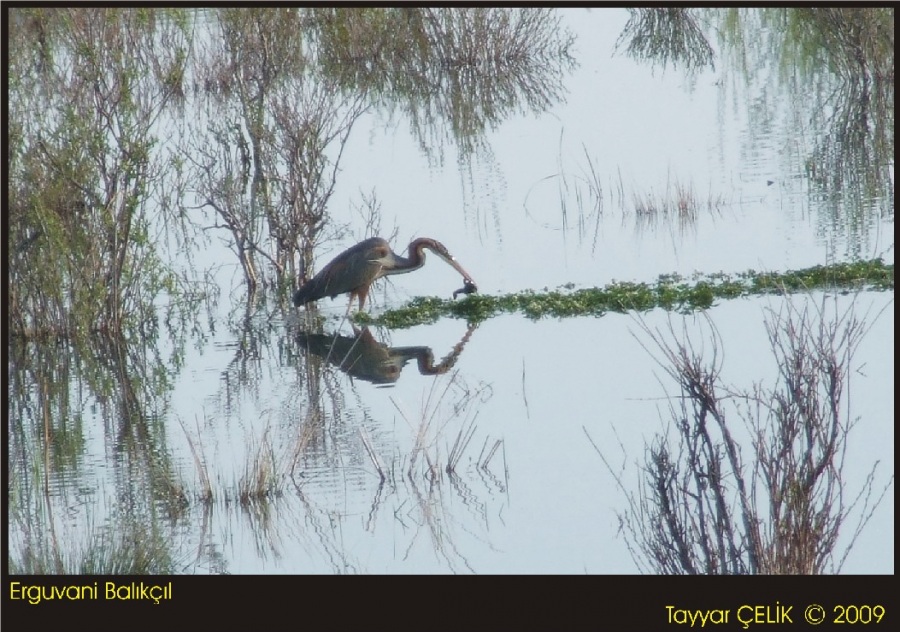 Purple Heron