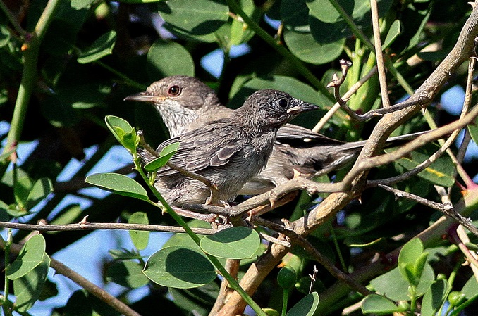 Cyprus Warbler