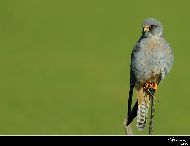 Red-footed Falcon