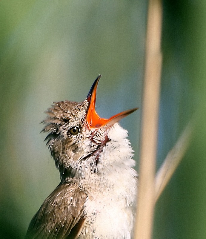 Great Reed Warbler