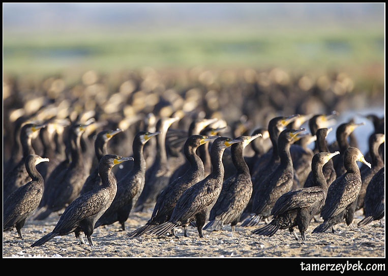 Great Cormorant