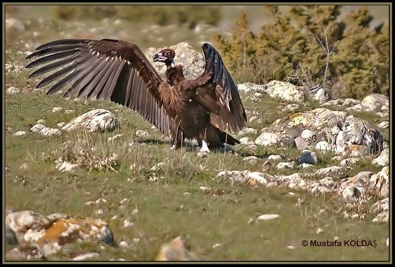 Cinereous Vulture