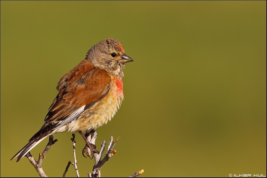 Common Linnet