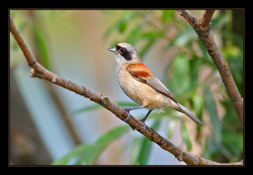 Eurasian Penduline Tit
