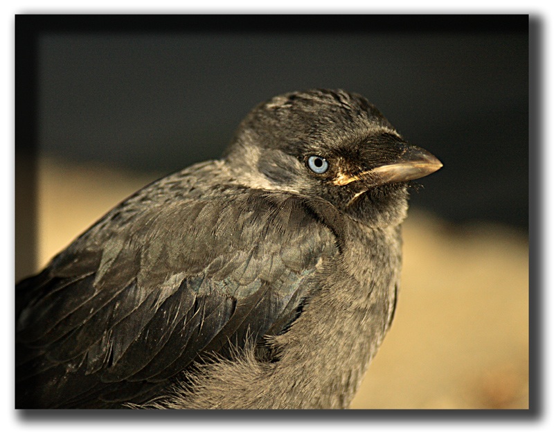Western Jackdaw