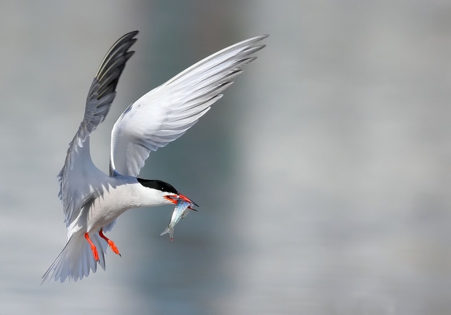 Common Tern