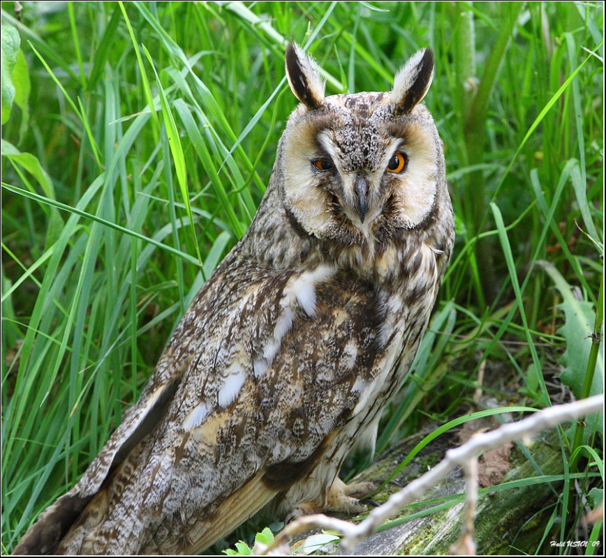 Long-eared Owl
