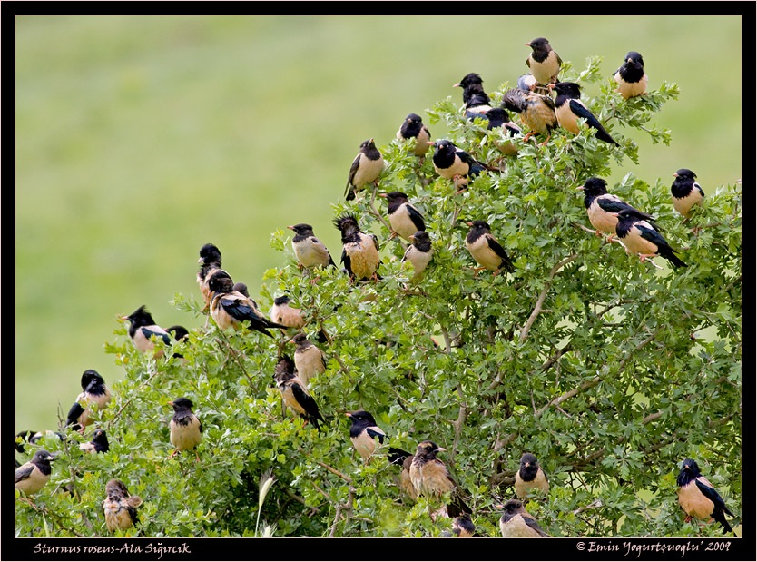 Rosy Starling