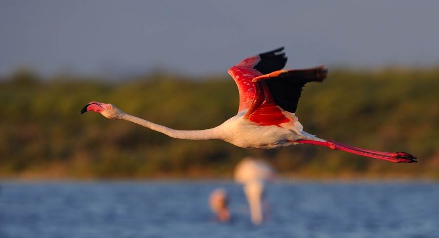 Greater Flamingo