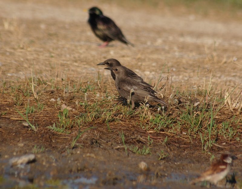 Common Starling