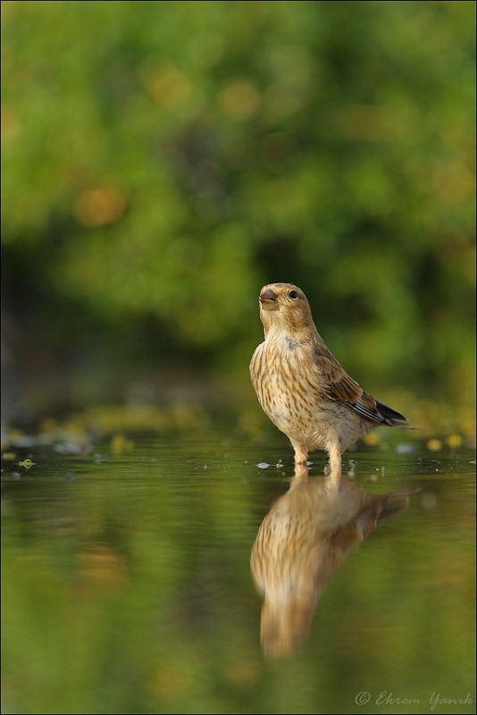 Common Linnet
