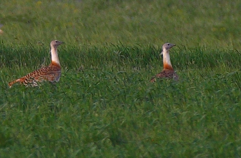 Great Bustard