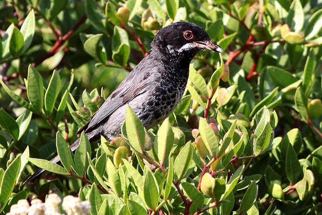 Cyprus Warbler