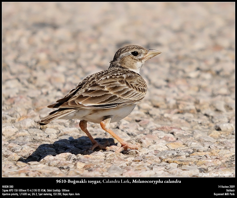 Boğmaklı Toygar