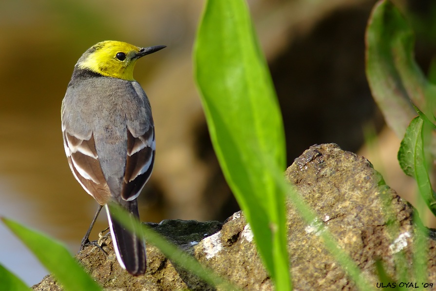 Sarıbaşlı Kuyruksallayan