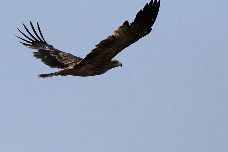 Şah Kartal