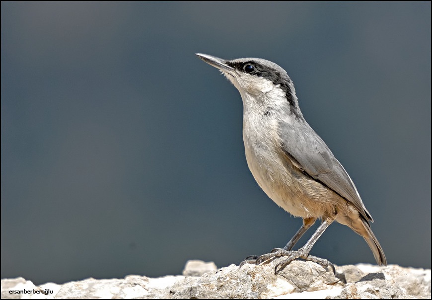 Kaya Sıvacısı