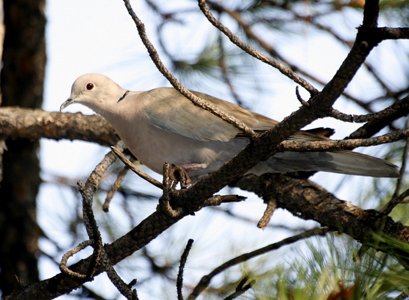 Kumru