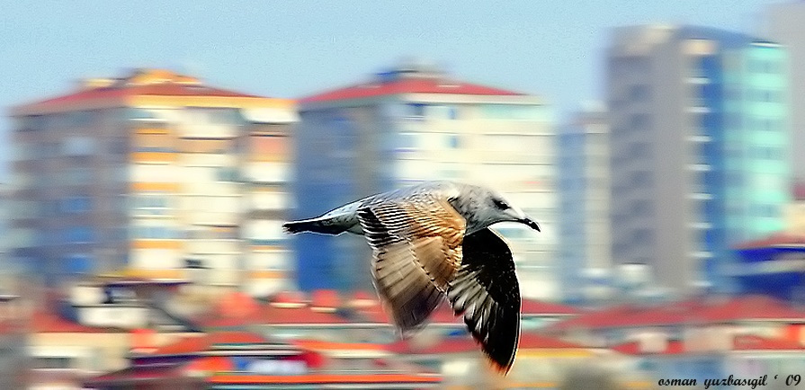 Gümüş Martı