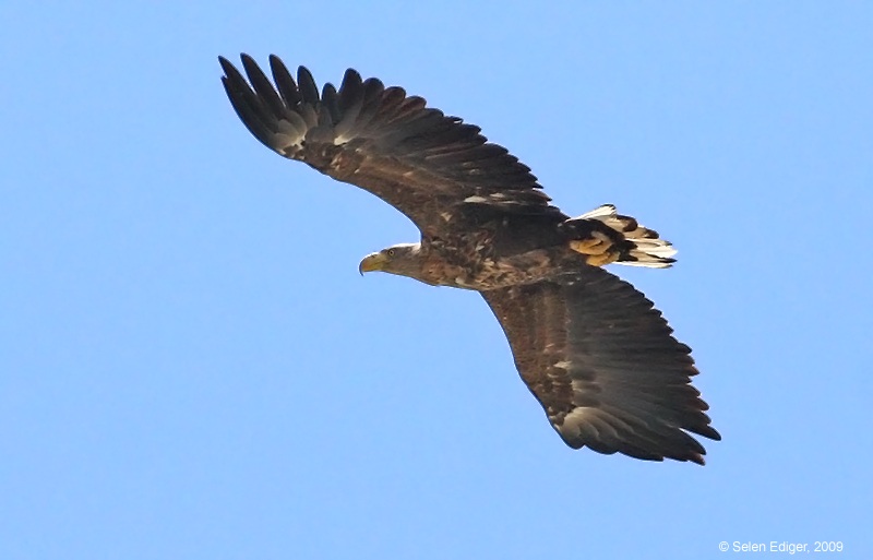 Akkuyruklu Kartal