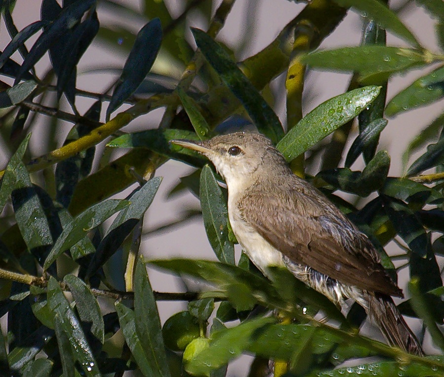 Zeytin Mukallidi