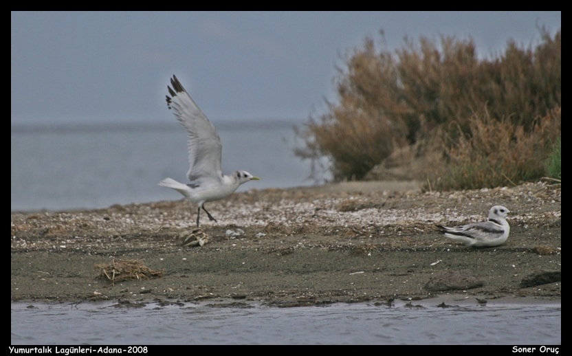 Black-legged Kittiwake