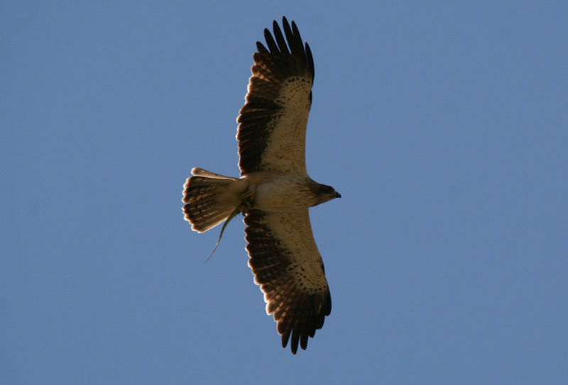Küçük Kartal