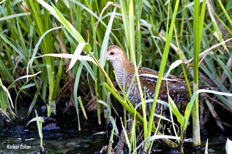 Baillon`s Crake