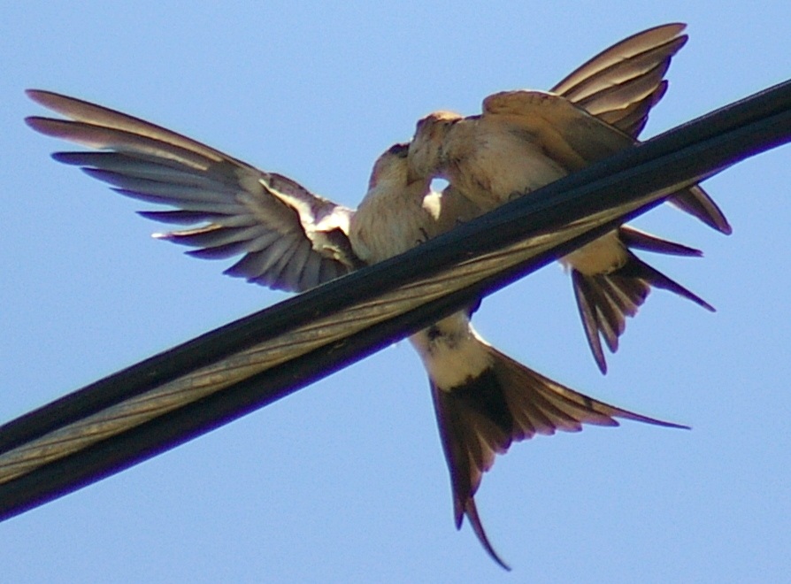 Kızıl Kırlangıç