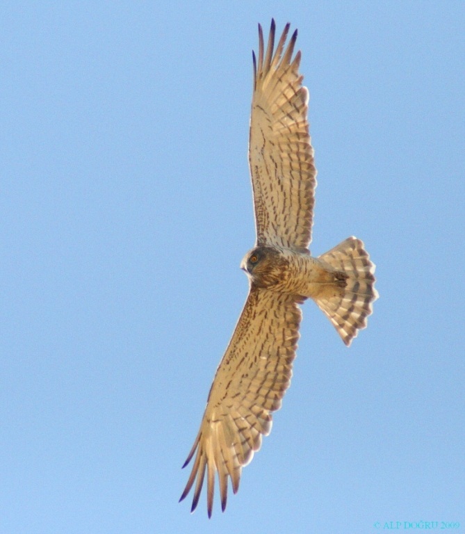 Yılan Kartalı