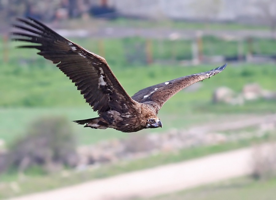 Cinereous Vulture