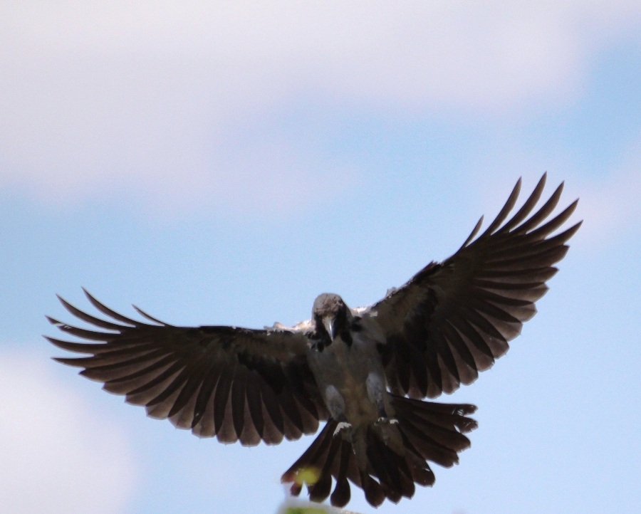 Hooded Crow