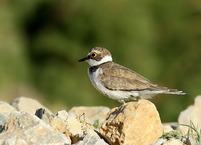 Little Ringed Plover